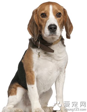 比格犬因腿短遭“嫌弃” 新西兰缉私犬引新品种