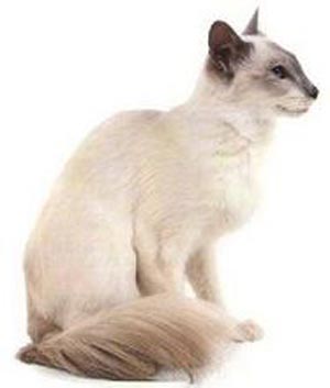 巴厘猫怎么样 聪明热情生机勃勃