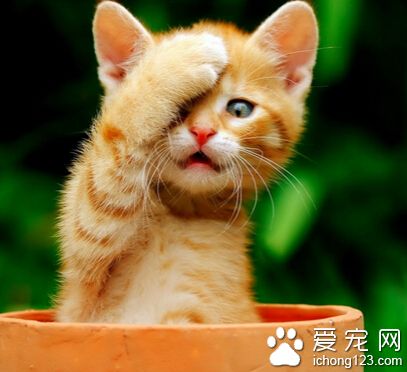 猫不能吃的东西 注意猫咪食物的禁忌