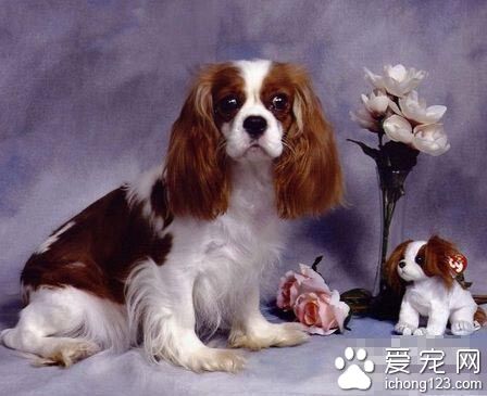 可卡犬的寿命 普遍在十一、二年左右