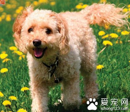 可卡犬听话吗 是比较乖巧听话的狗狗