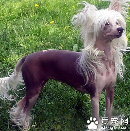 冠毛犬好养吗 让它养成良好的饮食习惯