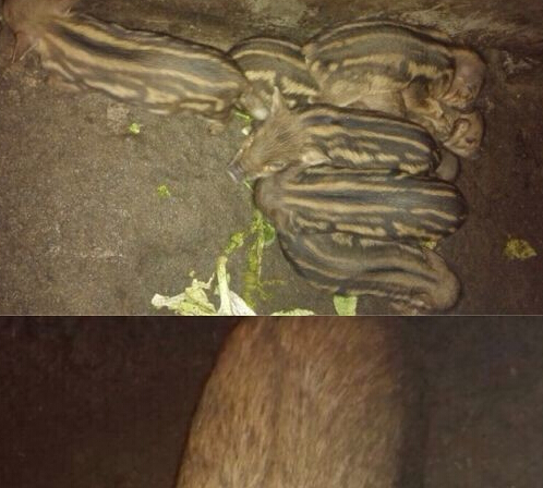 万万没想到是猪