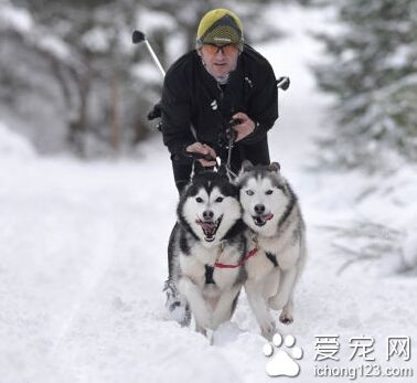 哈士奇跟主人一起参加狗拉雪橇大赛