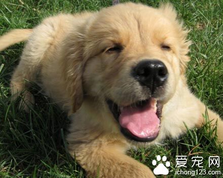 狗狗怀孕了吃什么 供应充分的优质饲料