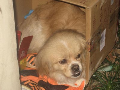 11岁京巴狗全身瘫痪 主人希望它躺在自己的怀里离开