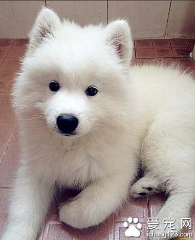 爱斯基摩犬哪里买 最好选择引进国外的狗狗