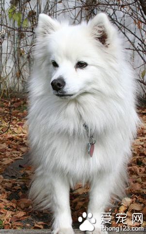 如何挑选爱斯基摩犬 狗狗行为测试