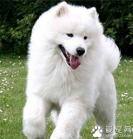 爱斯基摩犬是萨摩耶吗 分清两者的方法
