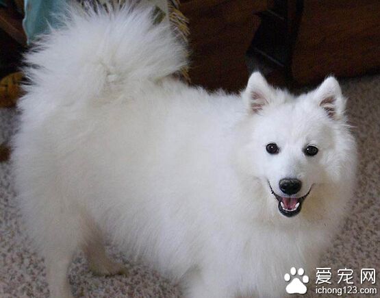 爱斯基摩犬喂养 最好不要只喂单一的食物