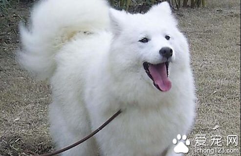 爱斯基摩犬好养吗 非常卓越的看门狗