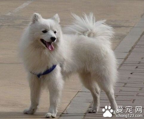 爱斯基摩犬寿命 忠诚深情的伙伴