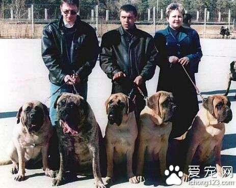 哪有卖马士提夫犬 不适合养在城市里