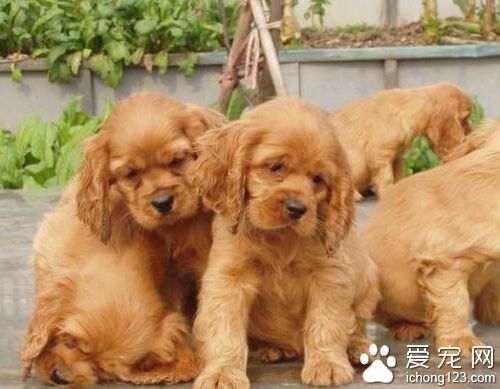 可卡犬好养吗 很容易成为忠实的伴侣