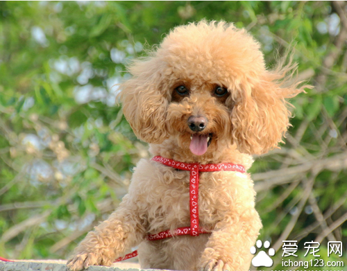 偷盗30万的贵宾犬 钱没到手人却被抓了