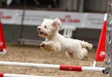 市民奔驰车窗被砸 车内"冠军贵宾犬"被盗