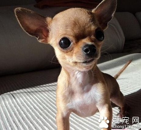  7岁吉娃娃舍不得主人离开 躲进主人行李箱引发警报 