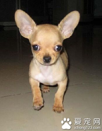 吉娃娃和獒犬做小伙伴 体重相差近120斤