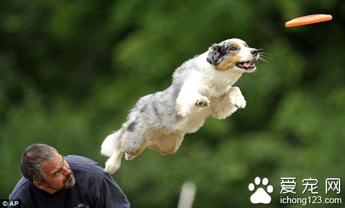 训练狗狗小便 仔细观察狗狗小便的时间