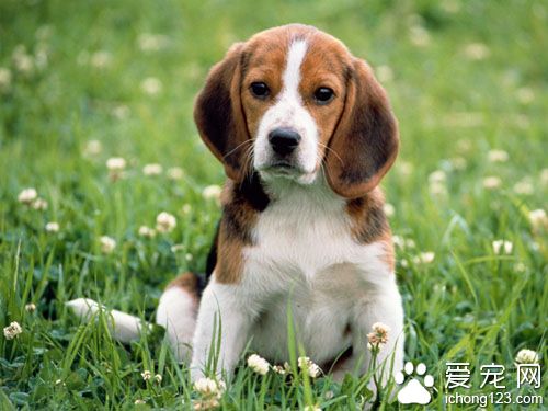 狗狗怀孕应该吃什么 供应充分的优质饲料