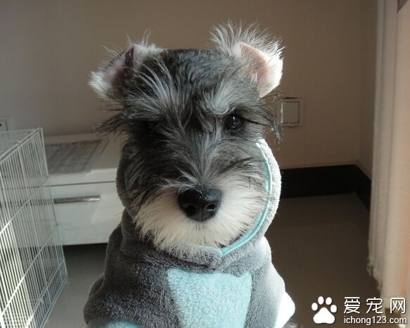 小伙伴雪纳瑞乐乐走丢 烈日下萨摩犬欣欣原地苦等一个月