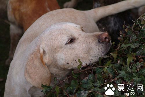 猎狐犬怎么训练 训练后喂食不可操之过急