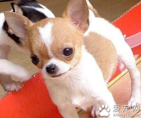 吉娃娃张口 小娃娃遭殃