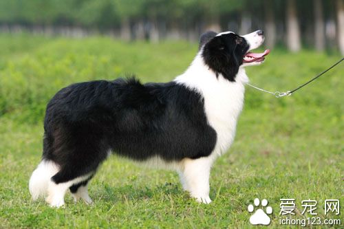 狗狗下奶吃什么 分清原因再用MAG羊奶粉