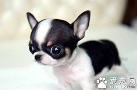 牧羊犬吓死吉娃娃 法院终判牧羊犬主人赔22万日元