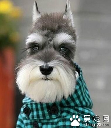 又是买狗骗局 网上买条雪纳瑞犬男子傻眼