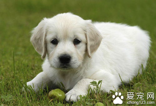 怎么给狗狗驱虫 根据毛发情况选择内服或外喷