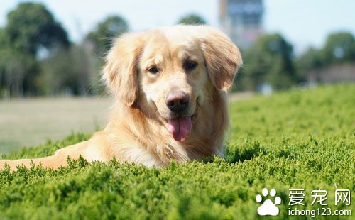 训练狗狗握手 诱导与鼓励都不能少