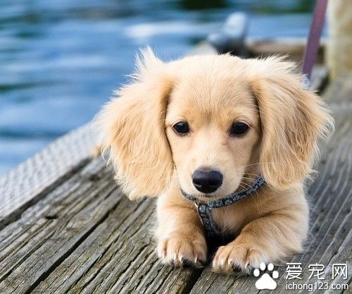 宠物狗训练教程 了解到引导再到鼓励