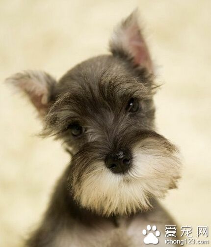 爱心还是偷狗 雪纳瑞挣脱狗绳被人抱走