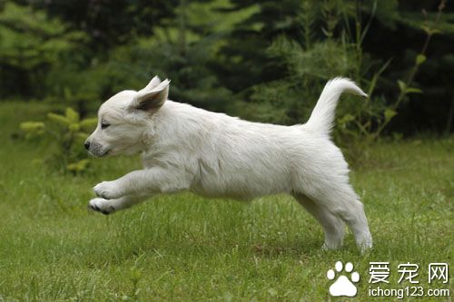 宠物狗驱虫怎么做 定期驱虫是预防的有效手段