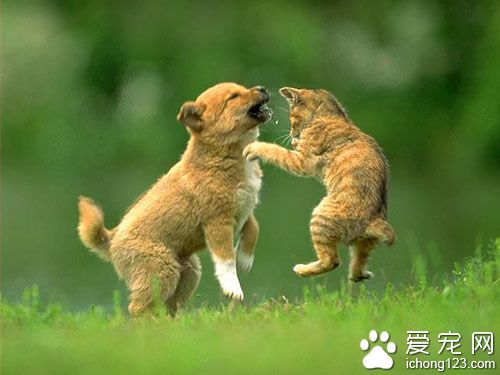 训练狗狗装死 需要一定的恒心和耐心