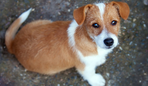 咋训练狗狗上厕所   养成良好的习惯很重要