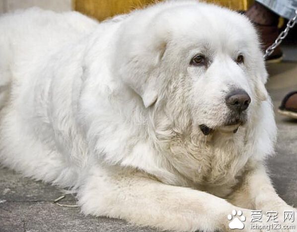 大白熊和雪獒的区别 鼻头雪獒猪肝色大白熊黑色