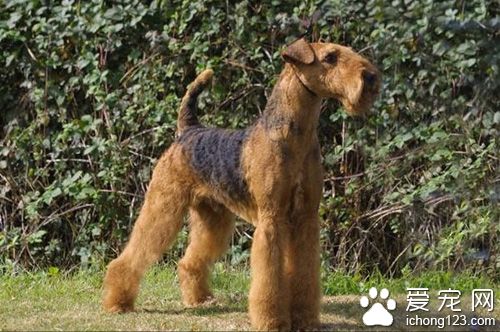 万能梗的养护常识 电动剪毛器的优与劣