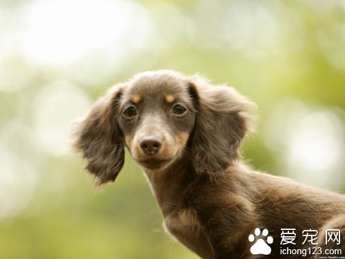 怎样训练小狗狗   训练要分步进行不能过急