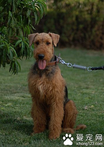 万能梗哪里卖 网上和宠物店都是不错的选择