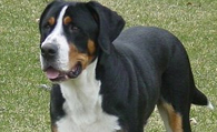 大瑞士山地犬哪里卖 体形最古老品种之一