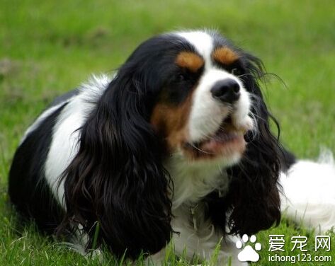 查理士王小猎犬叫么 和蔼可亲精力旺盛