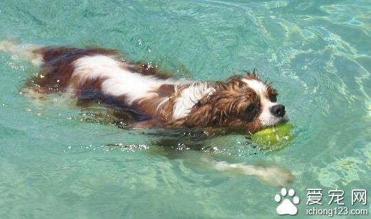 查理士王小猎犬如何训练 学好规矩才能适应生活