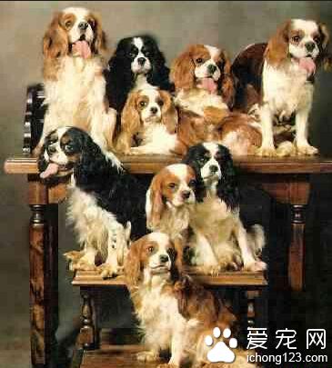 查理士王小猎犬多少钱 活跃有大无畏的精神