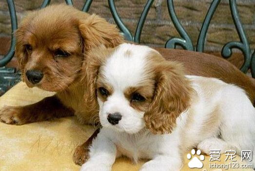 查理士王小猎犬哪里卖 一个快乐小天使