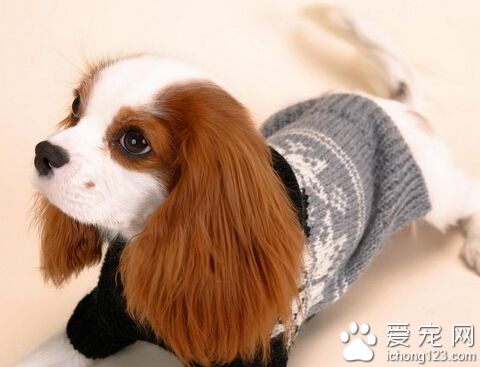 查理士王小猎犬的喂食要点 要有适量的肉类