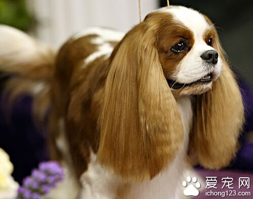 查理士王小猎犬怎么选 被毛修剪是不允许的