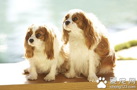 查理士王小猎犬好养吗 他们很依赖主人