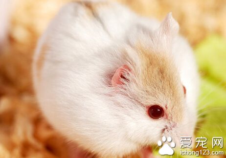 仓鼠会不会长虱子 仓鼠不会自己凭空生出虱子的